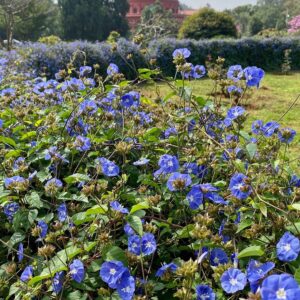 beautiful-blue-flowering