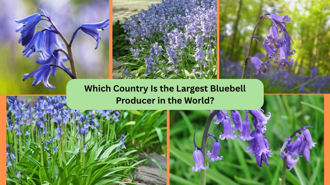 Which Country Is the Largest Bluebell Producer in the World?