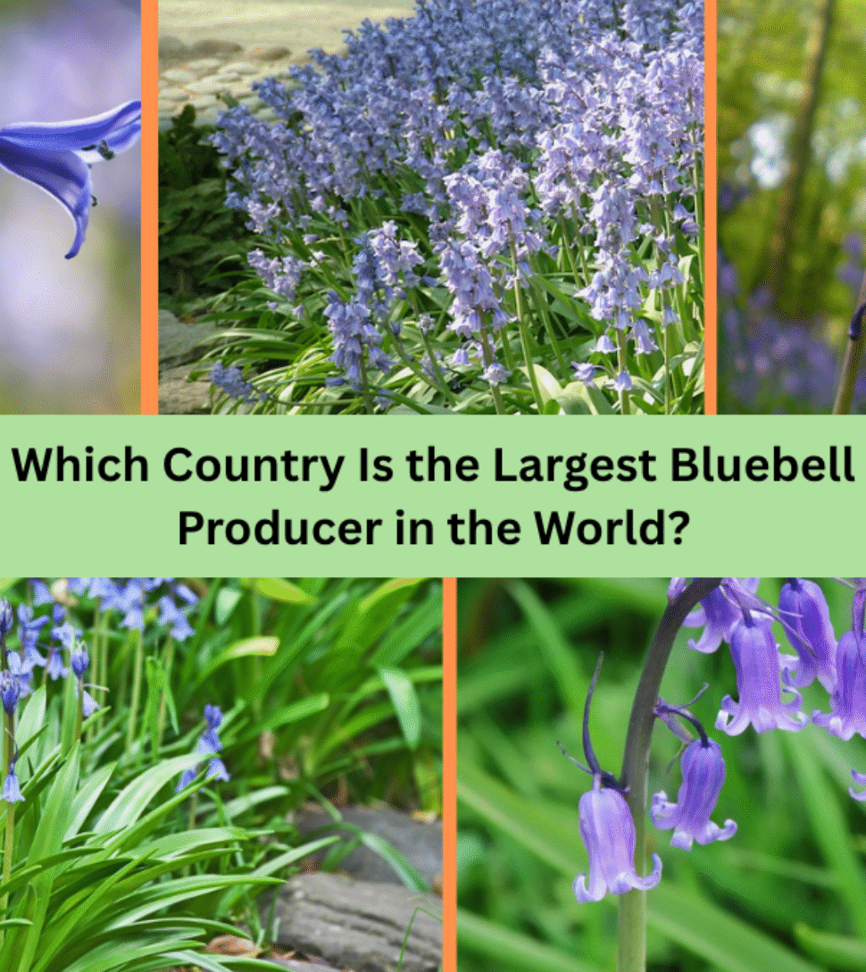 Which Country Is the Largest Bluebell Producer in the World?