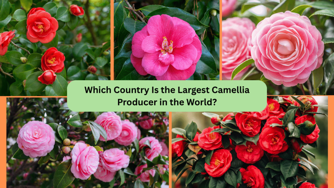 Which Country Is the Largest Camellia Producer in the World?