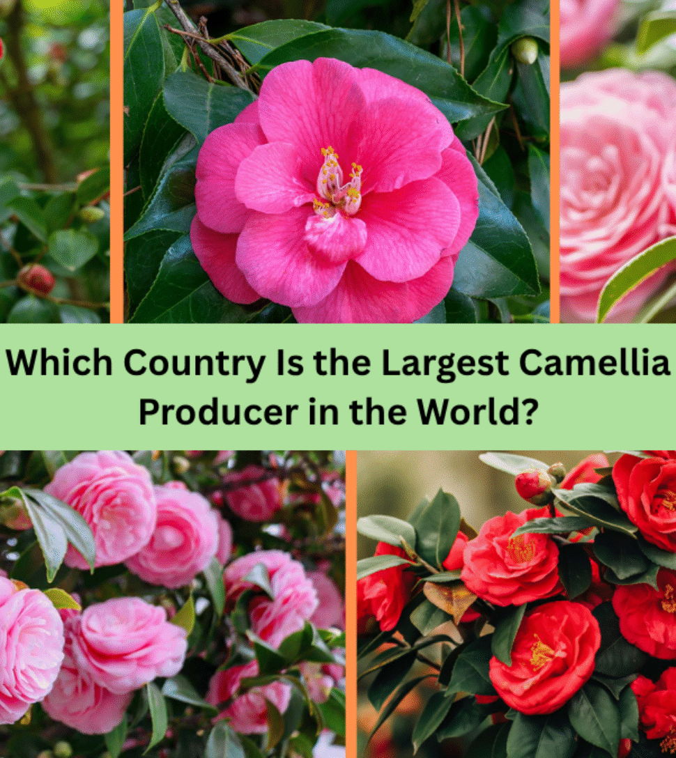 Which Country Is the Largest Camellia Producer in the World?