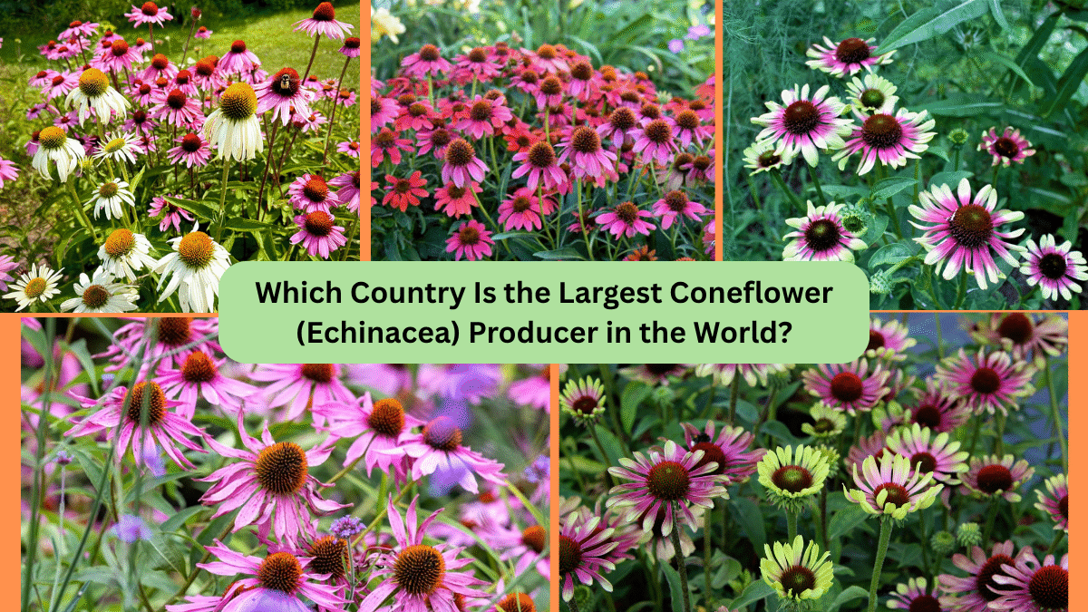 Which Country Is the Largest Coneflower (Echinacea) Producer in the World?