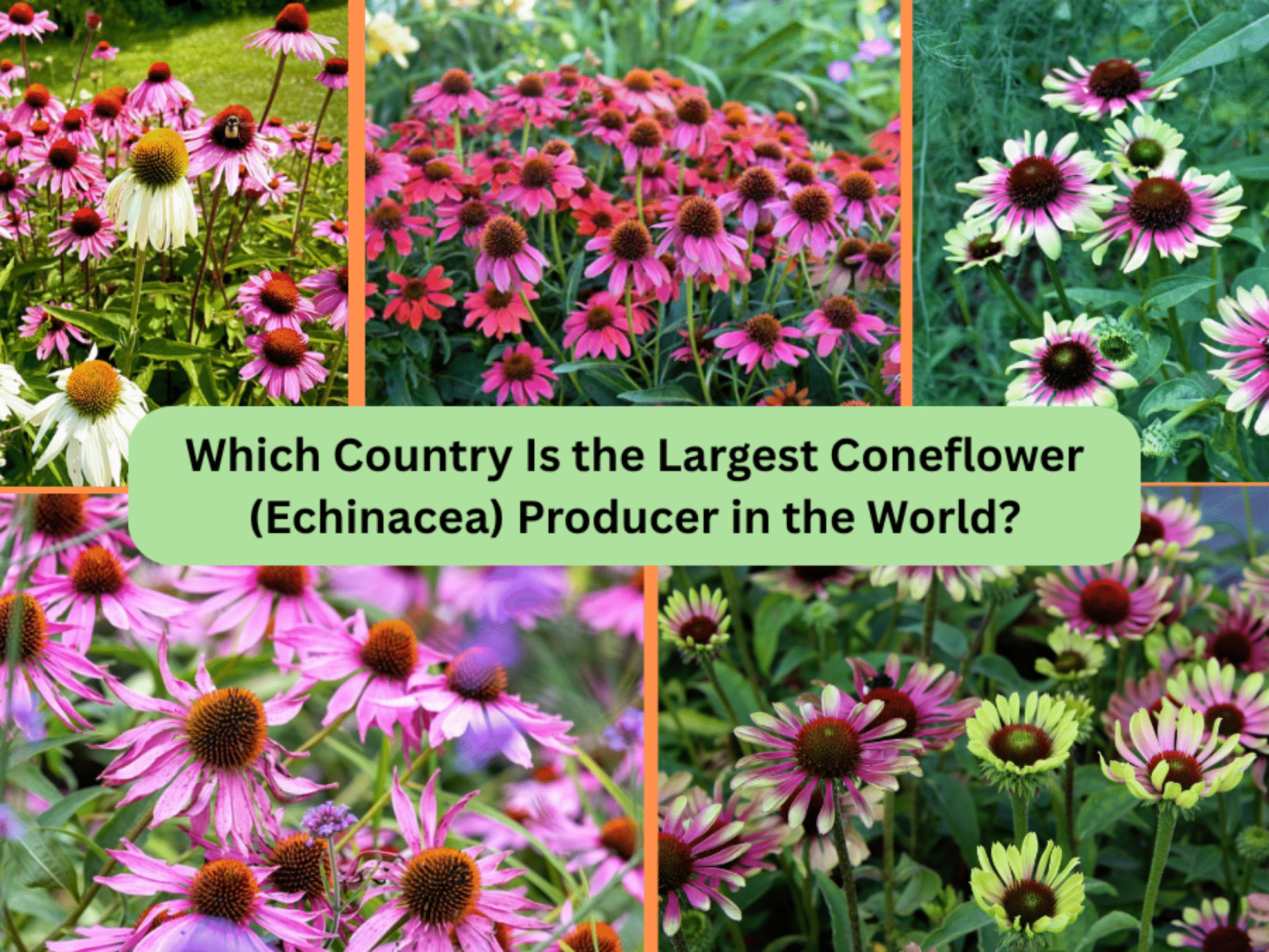 Which Country Is the Largest Coneflower (Echinacea) Producer in the World?