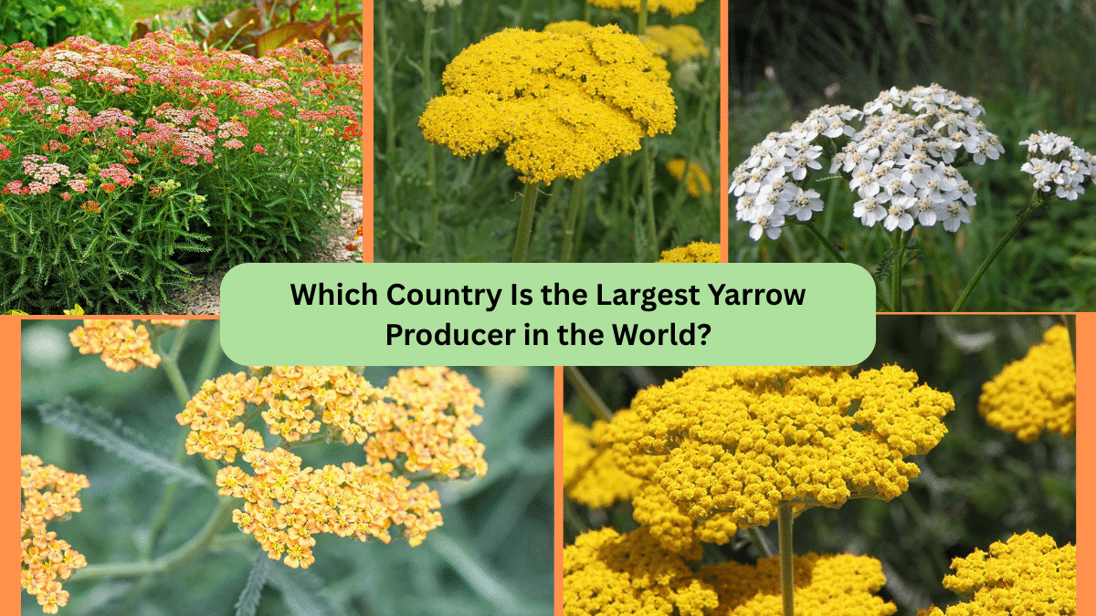 Which Country Is the Largest Yarrow Producer in the World?