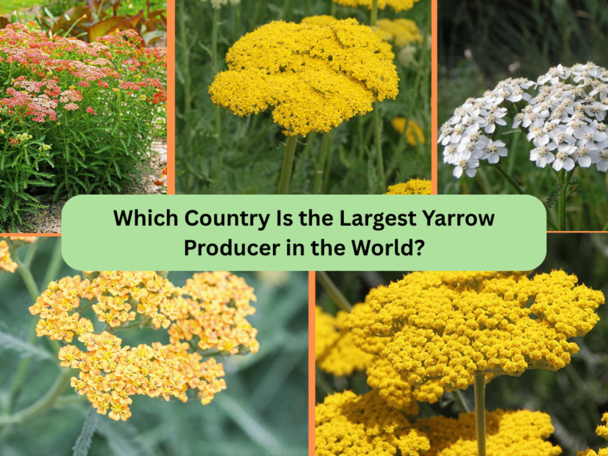 Which Country Is the Largest Yarrow Producer in the World?