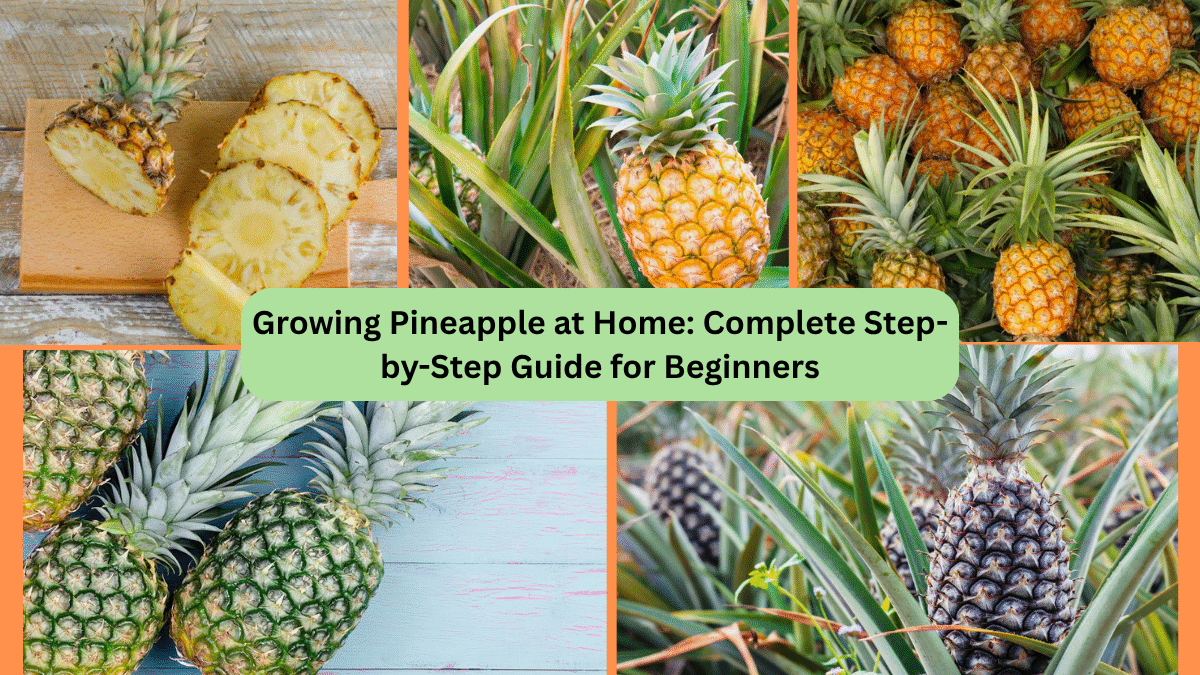 Growing Pineapple at Home: Complete Step-by-Step Guide for Beginners