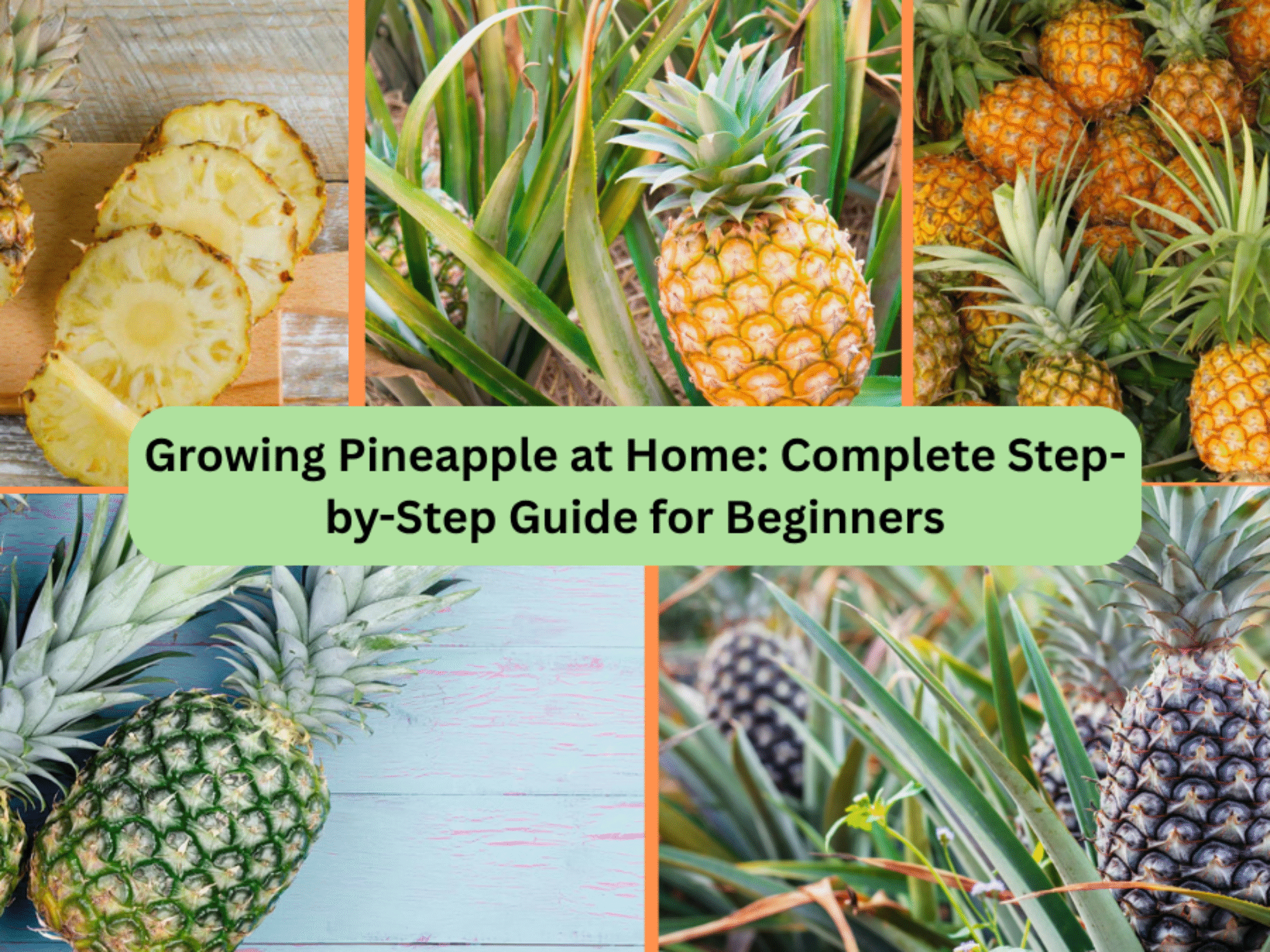 Growing Pineapple at Home: Complete Step-by-Step Guide for Beginners