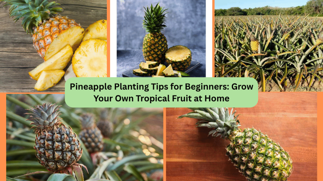 Pineapple Planting Tips for Beginners: Grow Your Own Tropical Fruit at Home