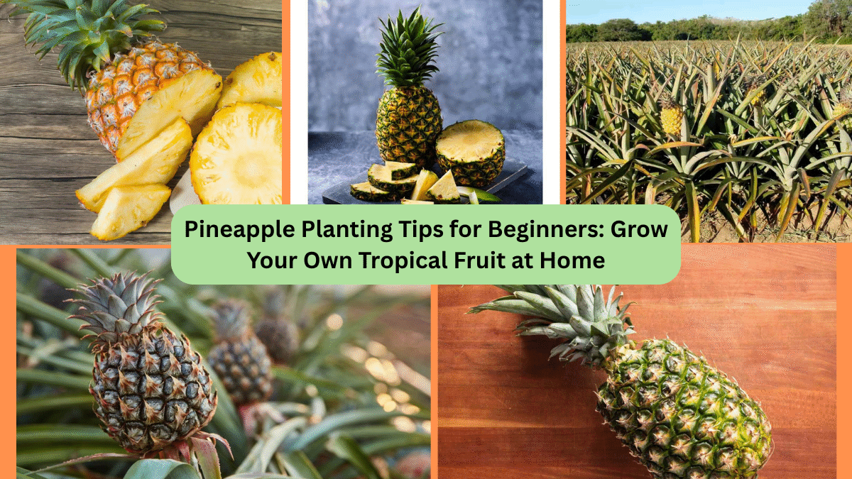 Pineapple Planting Tips for Beginners: Grow Your Own Tropical Fruit at Home