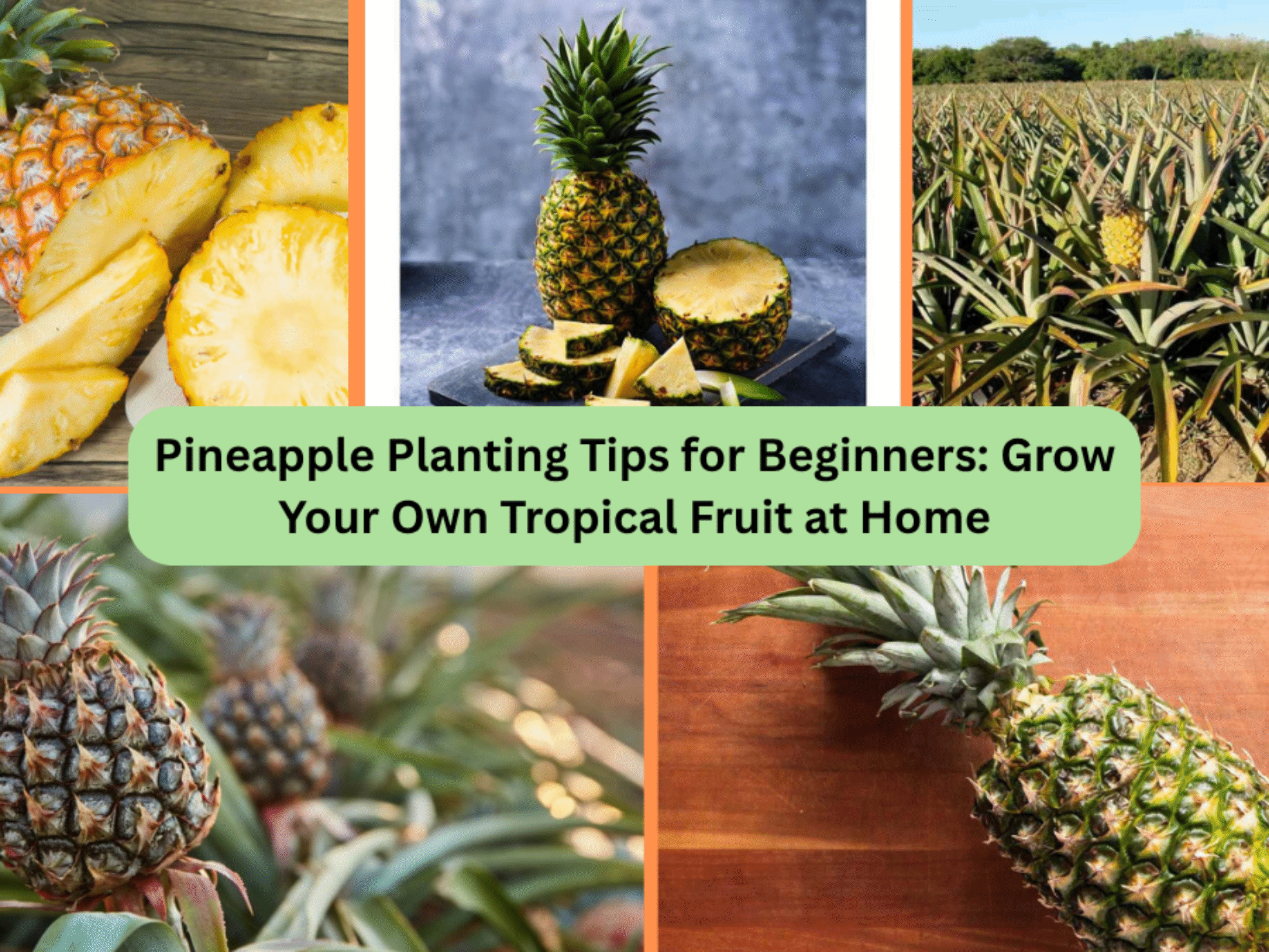 Pineapple Planting Tips for Beginners: Grow Your Own Tropical Fruit at Home