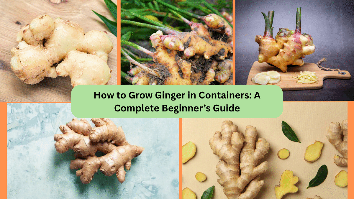 How to Grow Ginger in Containers: A Complete Beginner’s Guide