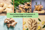 How to Grow Ginger in Containers: A Complete Beginner’s Guide