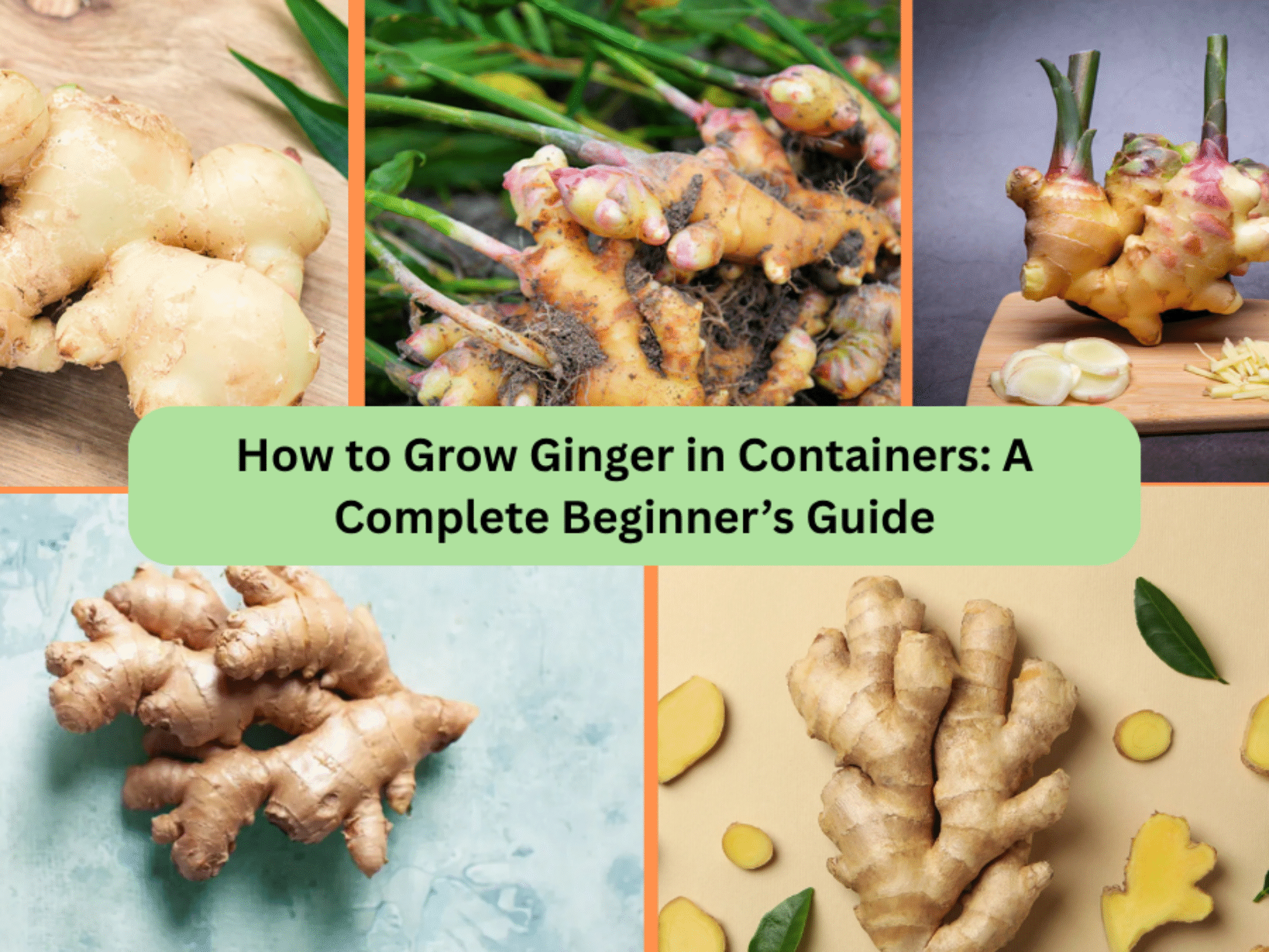 How to Grow Ginger in Containers: A Complete Beginner’s Guide