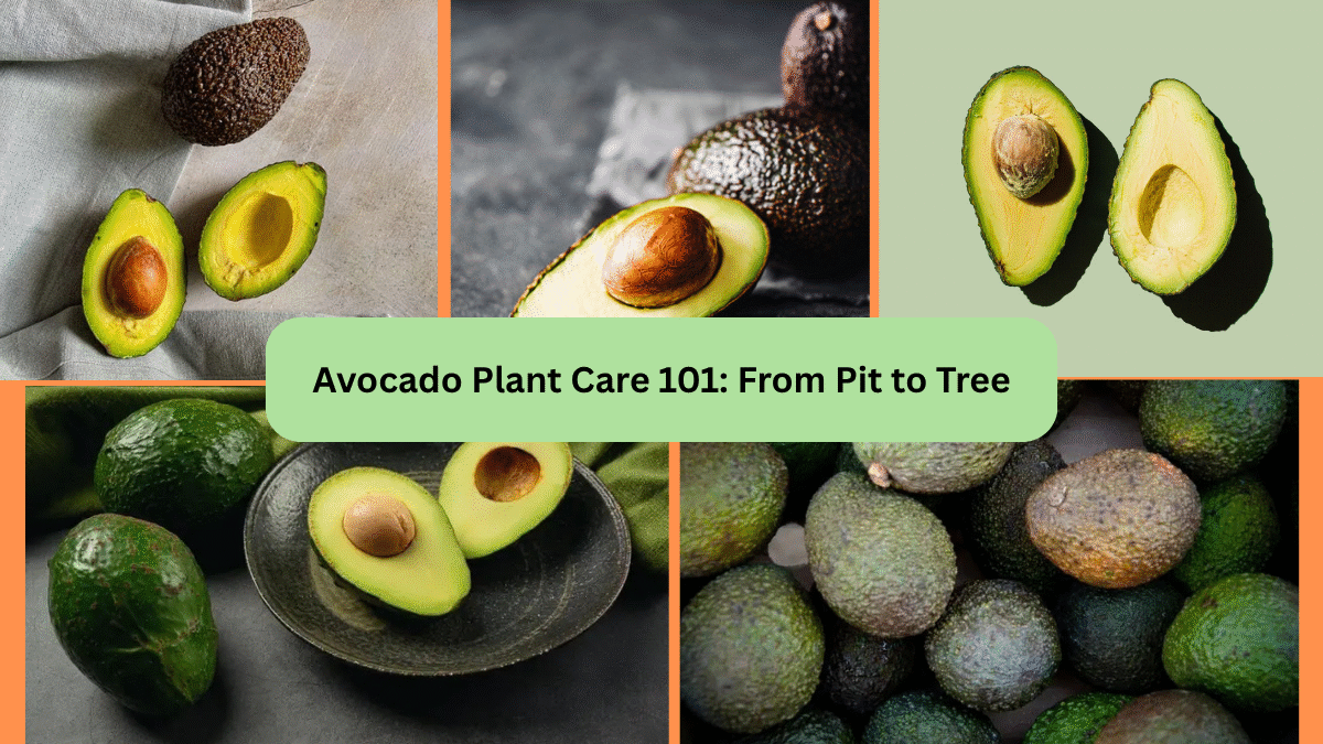Avocado Plant Care 101: From Pit to Tree