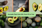 Avocado Plant Care 101: From Pit to Tree