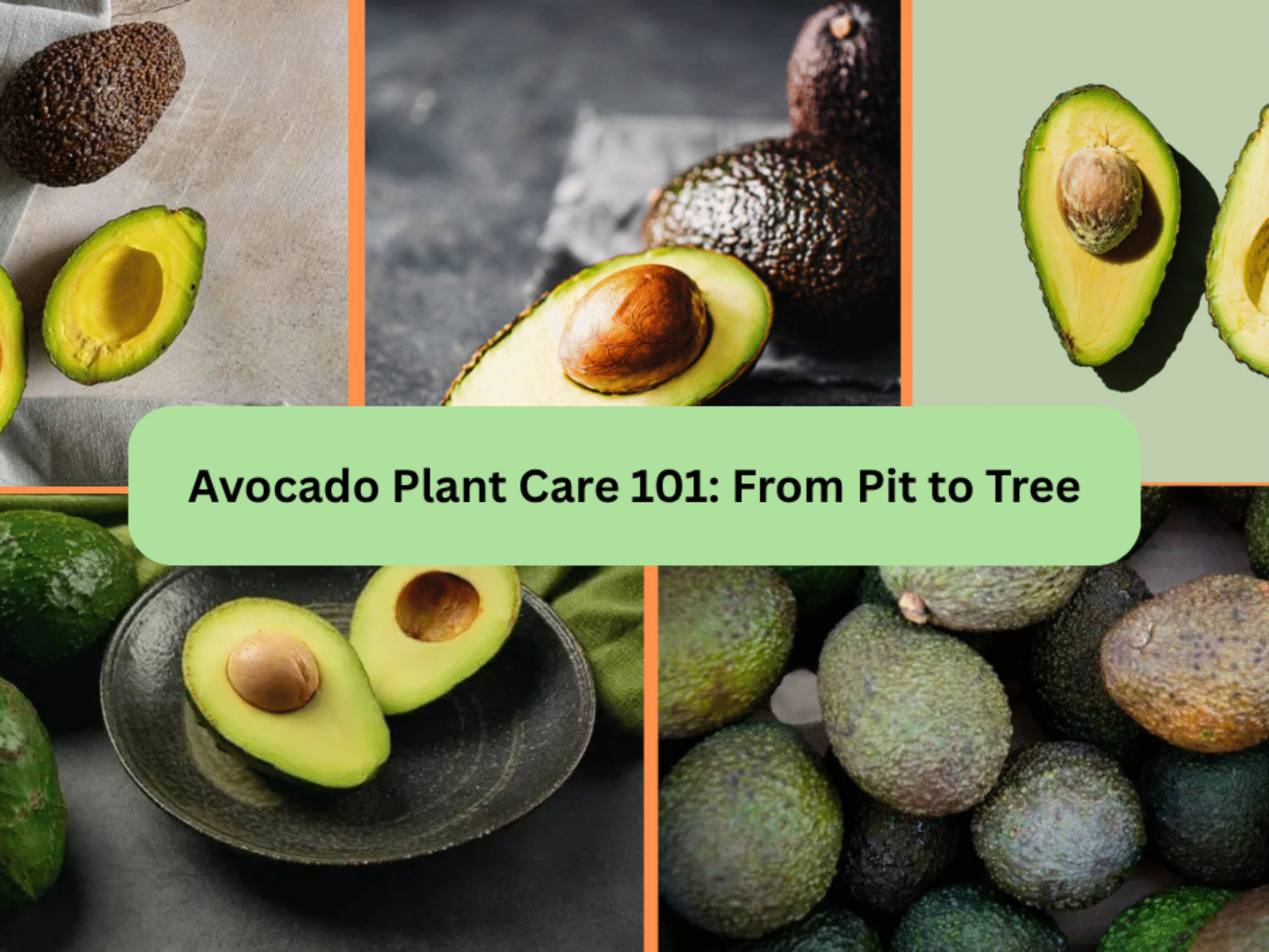Avocado Plant Care 101: From Pit to Tree