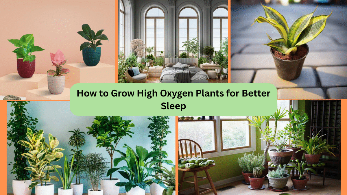 How to Grow High Oxygen Plants for Better Sleep