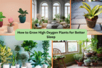 How to Grow High Oxygen Plants for Better Sleep