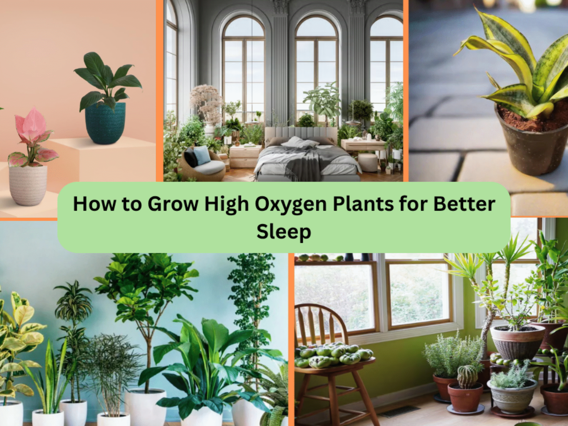 How to Grow High Oxygen Plants for Better Sleep