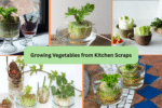 Growing Vegetables from Kitchen Scraps