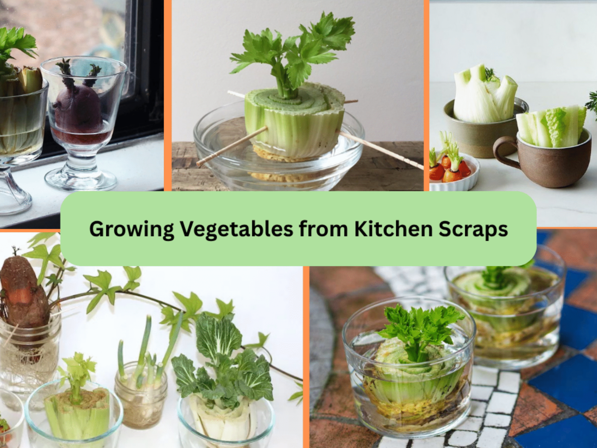 Growing Vegetables from Kitchen Scraps