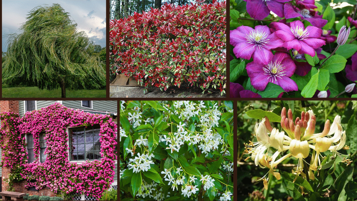 10 Best Fast-Growing Plants for a Green Fence