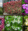 10 Best Fast-Growing Plants for a Green Fence