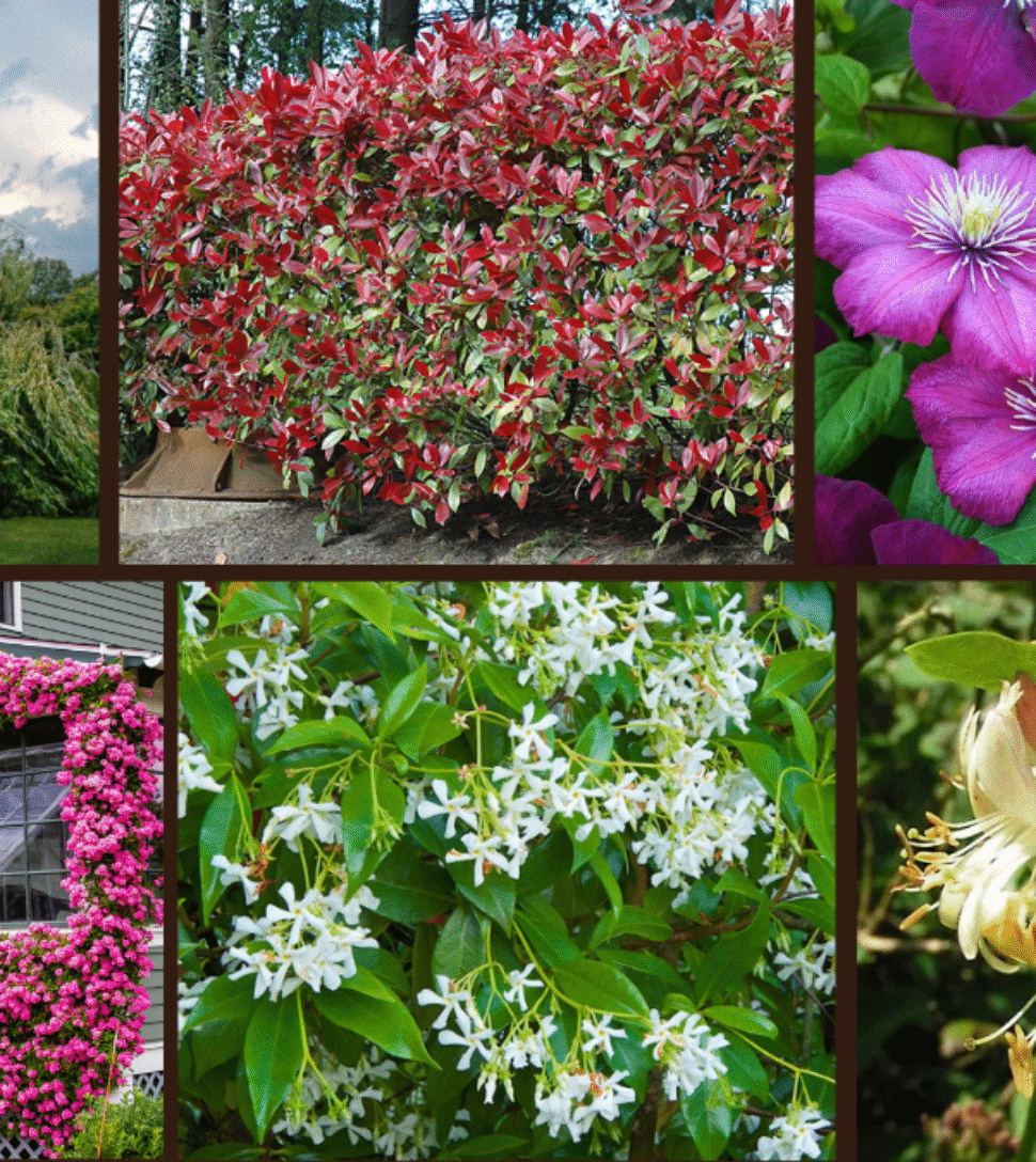 10 Best Fast-Growing Plants for a Green Fence