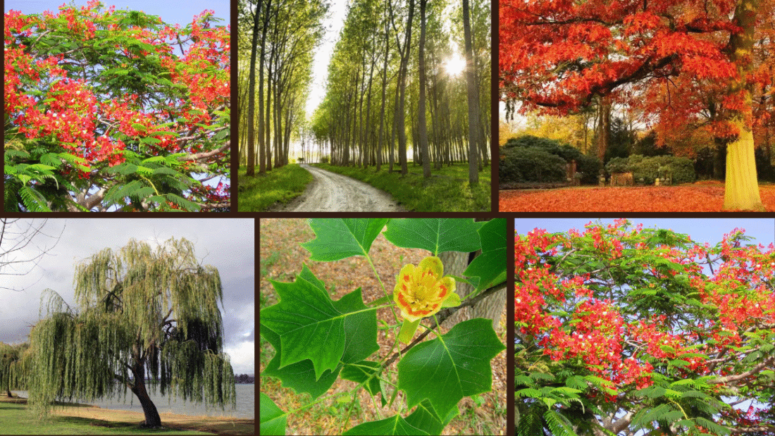 6 Quick-Growing Trees for Instant Shade