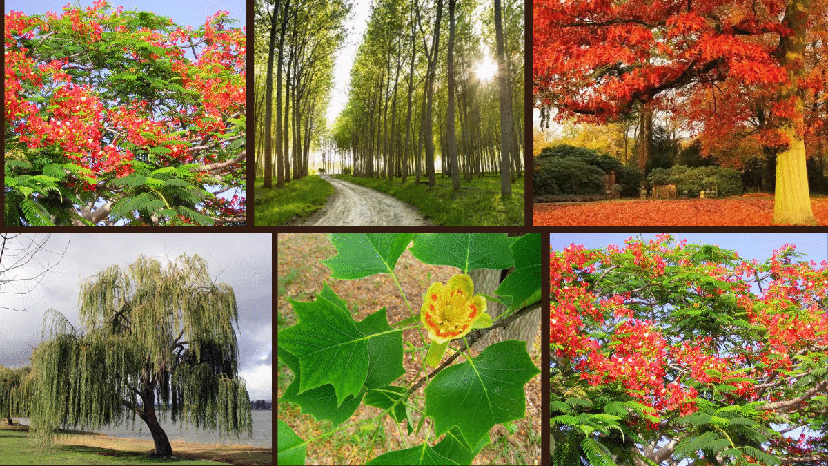 6 Quick-Growing Trees for Instant Shade