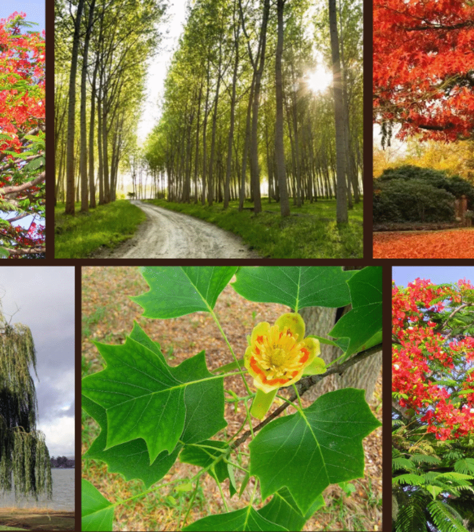 6 Quick-Growing Trees for Instant Shade